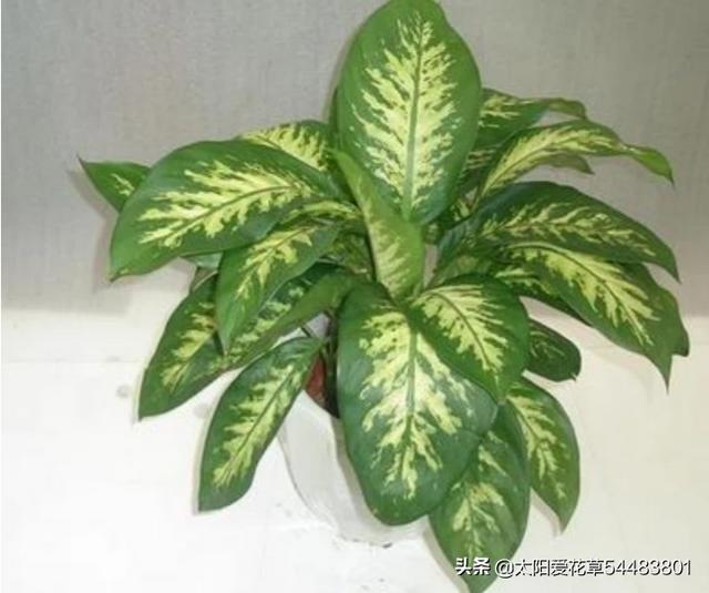 江嘉叶:万叶青叶子有点烂，怎么治理呀？