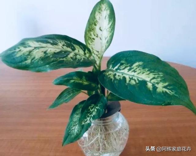 花叶万年青的作用:花叶万年青怎样盆栽和管理？