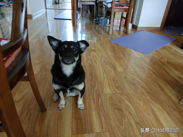 小型犬养什么好:想买一只小型犬，有没有好的建议？