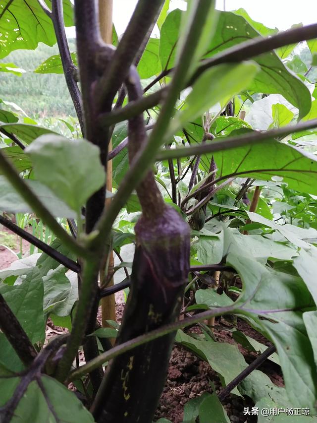 茄子这是什么虫子吃的？应该怎么治？