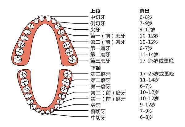 正常人有多少颗牙齿?-百科网