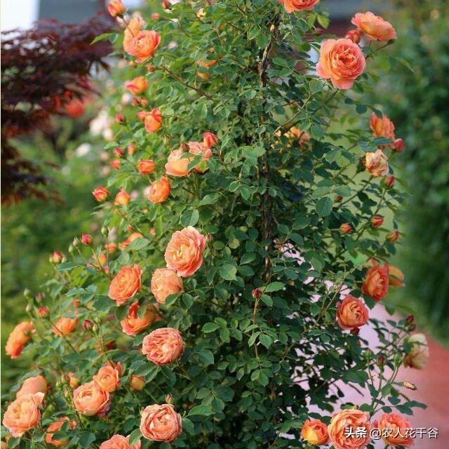 vents月季花品种介绍及图片:能不能推荐一种勤花多季、有香味的爬藤月季？