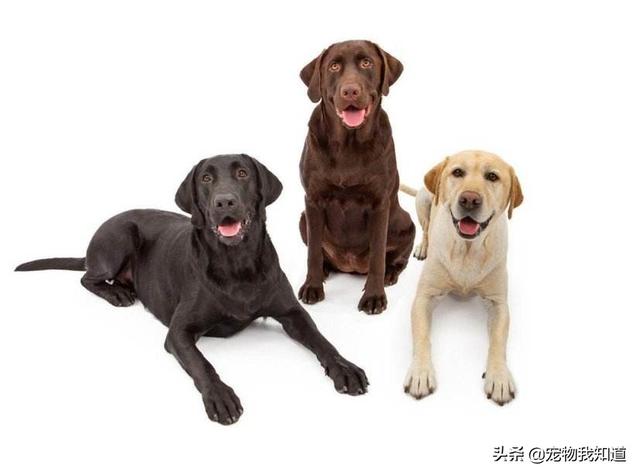 家里养金毛犬好养吗:家有小孩养金毛狗合适吗？家人反对？