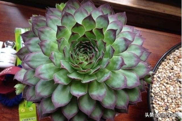 长生草属多肉植物图片:长生草多肉植物图鉴大全 观音莲最大能长多大呀有图片吗？