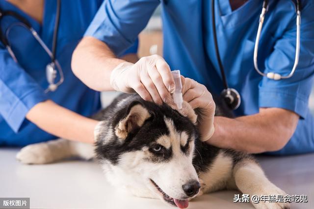 犬毒瘟灵隔多久打一针:应该给一只狗狗注射多少次疫苗？