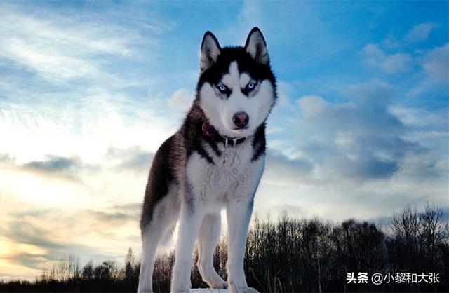 西伯利亚雪橇犬:雪橇犬长得很像狼的那种叫什么啊?有什么习性？