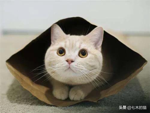 猫咪绝育惊呆了:猫咪为什么要绝育，绝育后会有什么变化？ 猫咪做绝育手术要多少钱