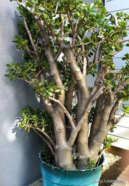 玉树养成盆景的几个技巧，为什么有人养在室内就容易挂掉呢？插图59
