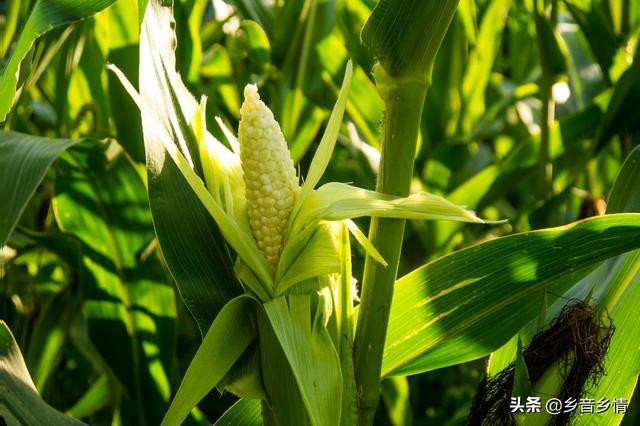 苞芽子真菌性皮肤病:茶花花苞发干，掉落，茶花叶子叶梗发红是什么原因？