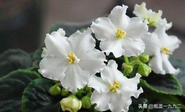 非洲堇养殖方法:花卉植物非洲堇需要用什么肥料？