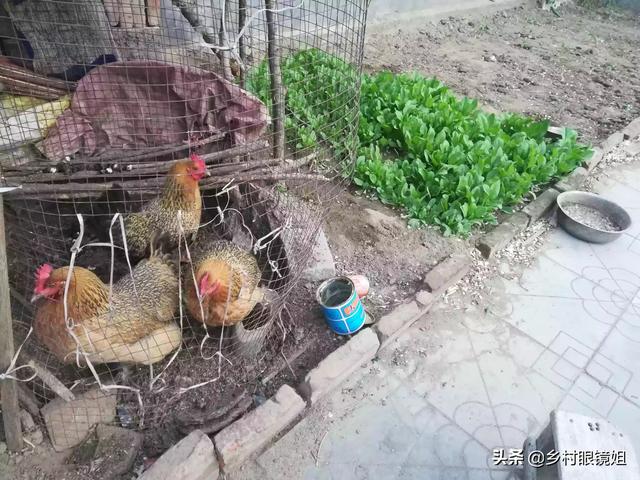 农村乡镇适合做什么生意？