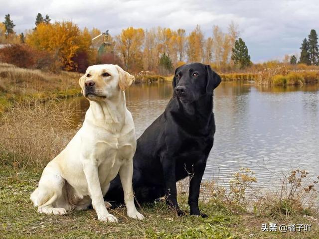 成年拉布拉多犬好养吗:成年拉布拉多犬食量多大？