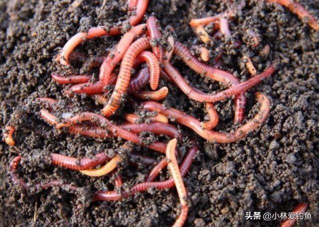 钩盲蛇吞食蚯蚓:用蚯蚓做饵料怎么会被鱼吃得一点不剩呢？