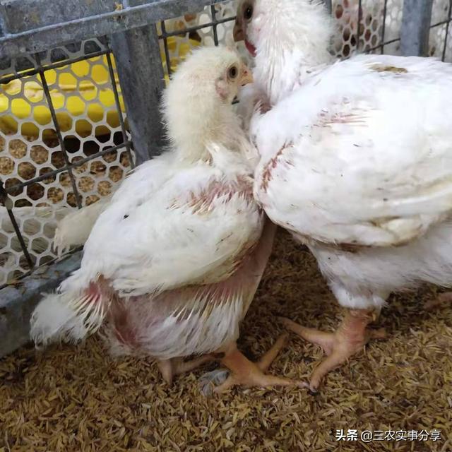 鸡球虫病:新型球虫疫苗有用吗？怎么样？