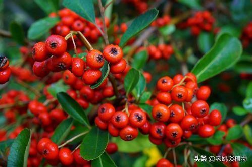 园林树木根据观赏特性怎么分，最好举例说明