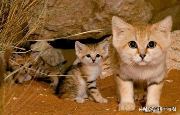 薮猫 口头禅:为什么人类不驯化猞猁、狞猫、薮猫等野生猫科动物为宠物？