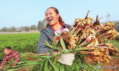 没有经验种一百亩大姜行吗？