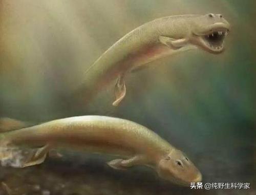 矛尾鱼:矛尾鱼被认为是鱼类向陆生动物进化的关键一环，为何是生活在深海