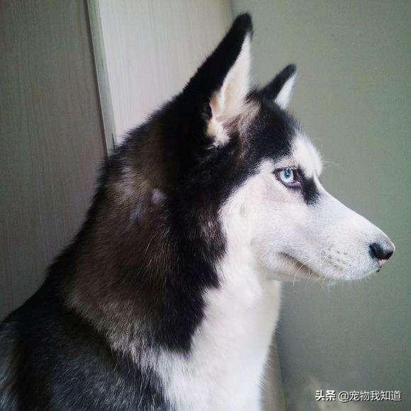 铁岭宠物交易市松师犬:铁岭开宠物店需要多少资金？