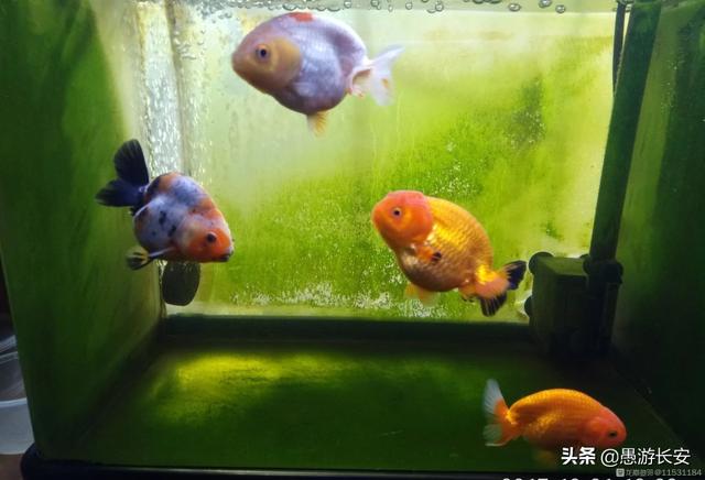 冷水鱼观赏鱼图片:冷水鱼观赏鱼图片名称 我有几个水塘，是山泉冷水，适合养什么冷水鱼？