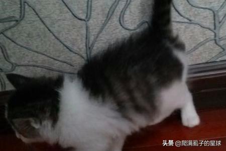 猫训练:猫猫多大开始训练比较好为什么？