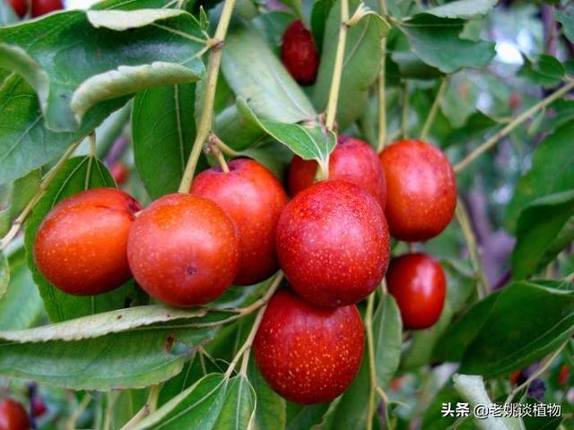 冬枣品种:枣树有哪些品种？分别适合哪些地区种植？