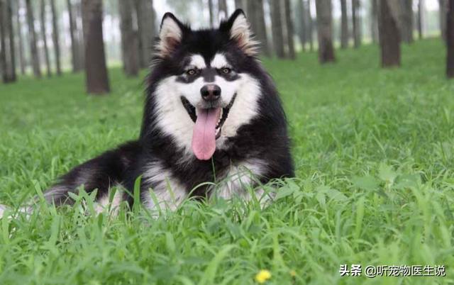 2020狗消化系统常见疾病:宠物医院哪种犬病比较常见？