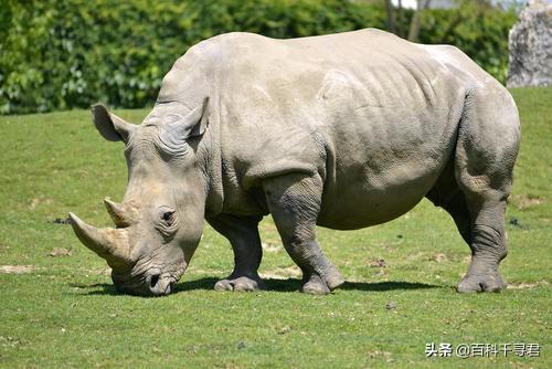 犀牛和河马吃什么食物:河马、犀牛是杂食动物吗？