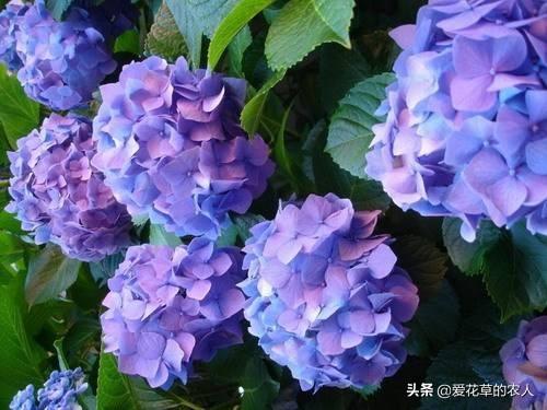 八仙花图片:八仙花图片和介绍 八仙花得了白粉病，该怎么治？