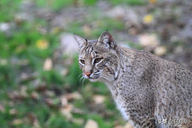 荒漠猫和野猫:猫有家猫和野猫之分，其中家猫的起源和历史是怎样的？