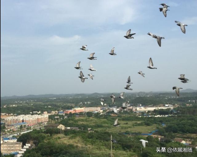 信鸽子养殖:信鸽在空中飞越上千公里，它是怎样喝水、睡觉休息的？