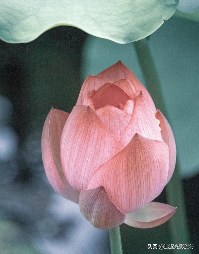 头条问答 - 怎样才能把荷花拍得超脱一点,更有意境及画意?