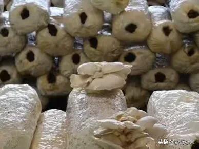 蘑菇怎么种植方法,用玉米芯种蘑菇具体方法是什么？