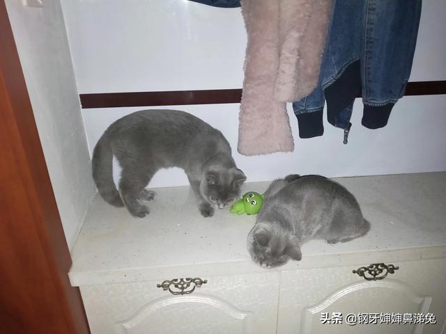头条问答 350元的蓝猫能买吗 怎么样 26个回答