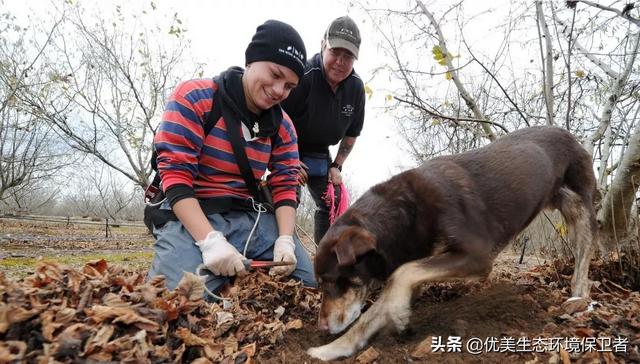 松露种植:黑松露了解吗，找黑松露地面怎么识别？