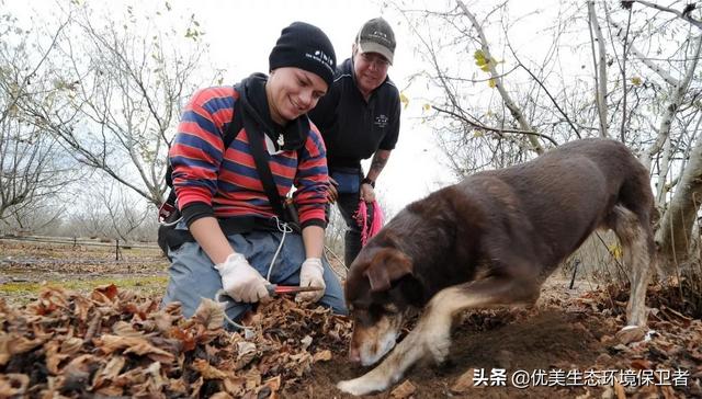 黑松露到底有多贵，黑松露了解吗，找黑松露地面怎么识别