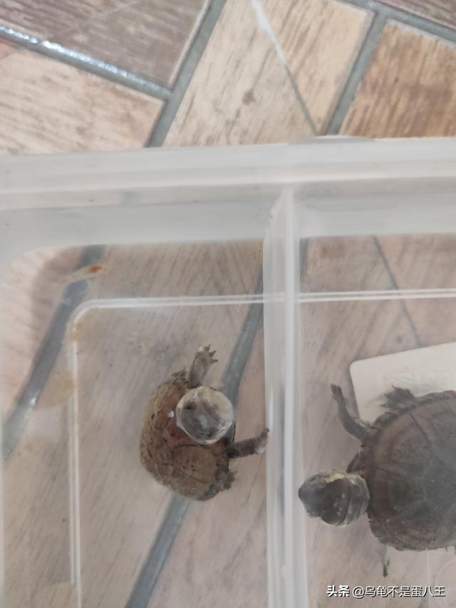 巴西龟可以干养吗?不吃东西怎么办?:刚出壳的巴西龟不吃东西怎么办？