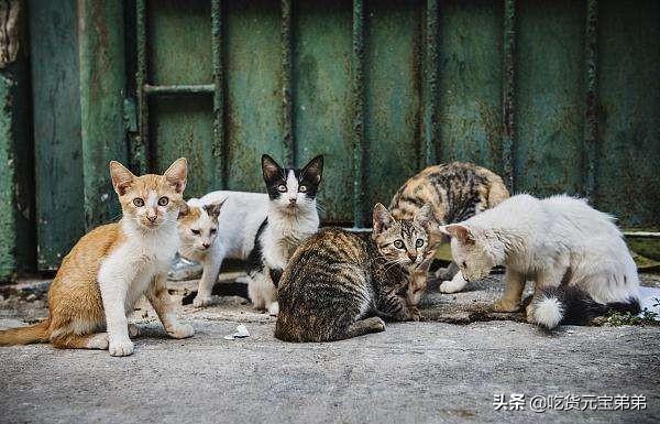 电力猫的好处和坏处，猫咪做绝育手术很不人道吗不做绝育的坏处有多大