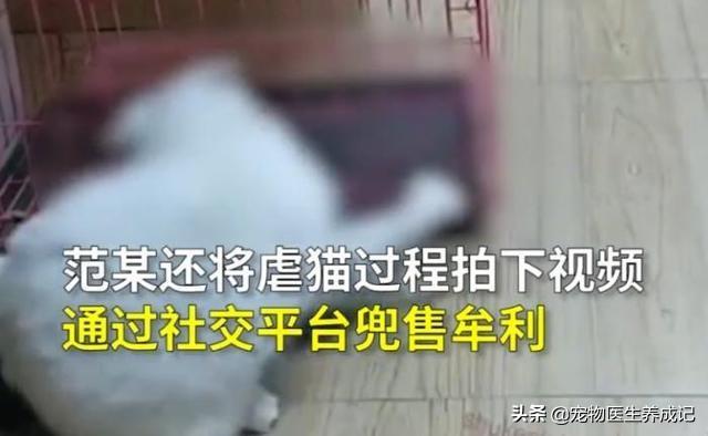 虐猫事件:如何看待山东理工大学大四学生虐猫事件？