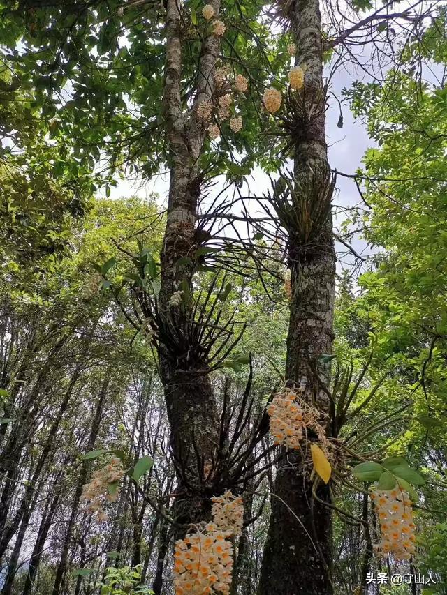 石斛图片,石斛的种类包括哪些？作用各有何不同？