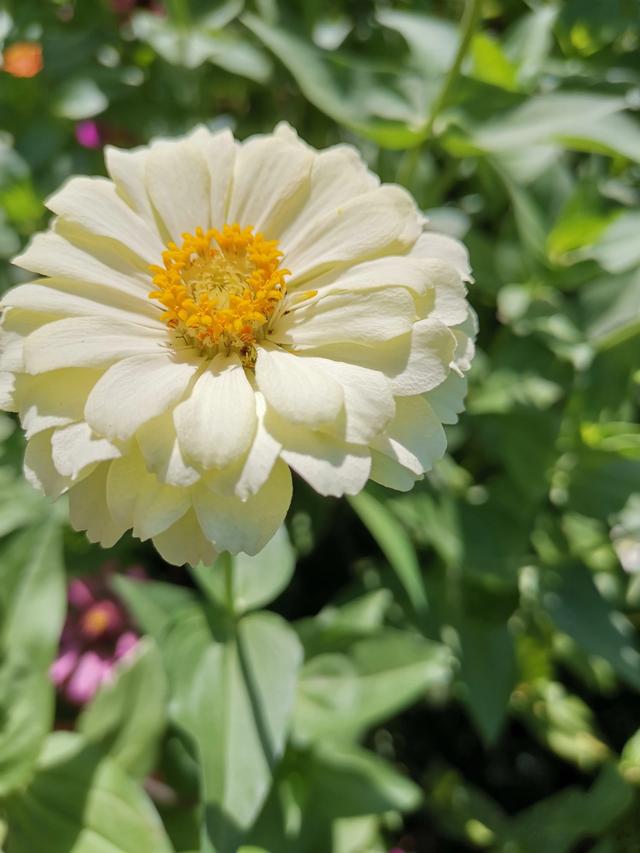 小型观花植物:家里空间小有什么适合养的植物？