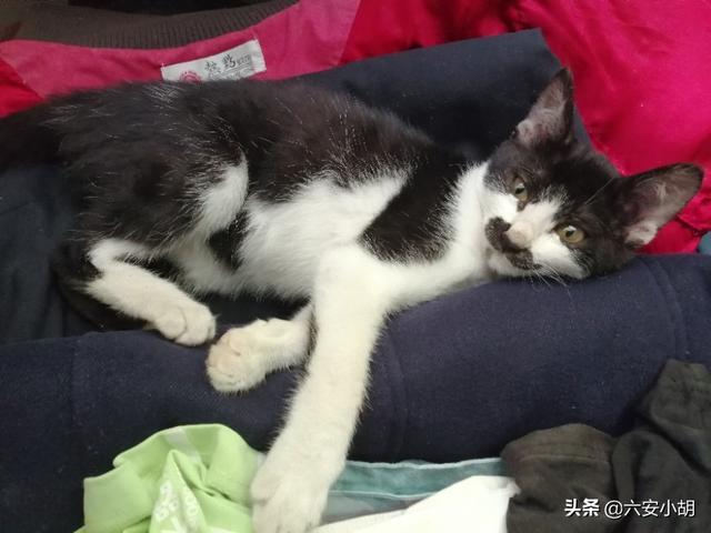 两只小猫咪图片:如果同时养两只猫，猫会冷落主人吗？