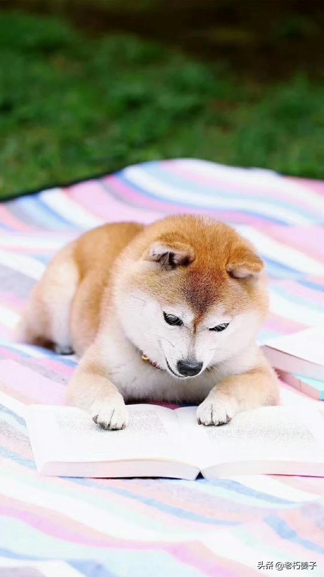 2014白博美混狐狸狗价格:你们的柴犬都是花了多少钱买的？