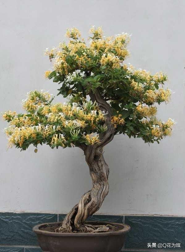 头条问答 - 金银花老桩枝干枯死底部有芽能活吗?(3个回答)