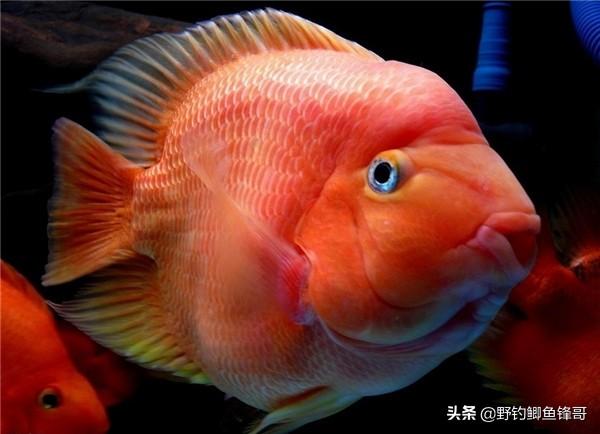 鹦鹉银龙鱼混养:一条银龙鱼和六条鹦鹉鱼混养合适吗？