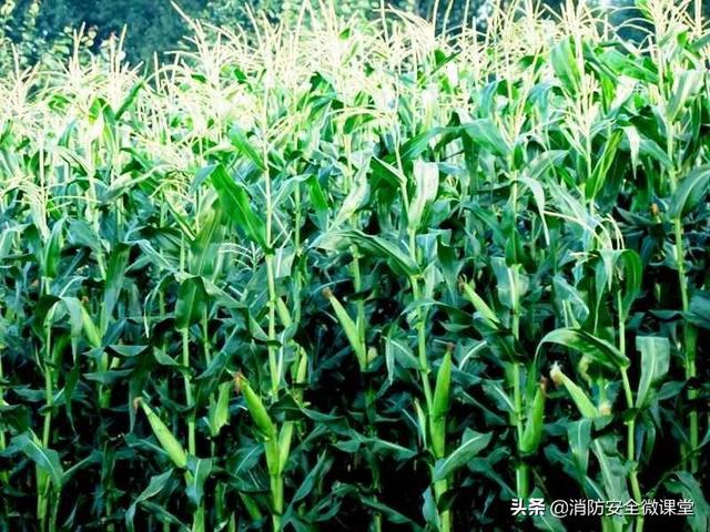 头条问答 - 地中海气候地区适合种植哪些农作物啊?(4个回答)