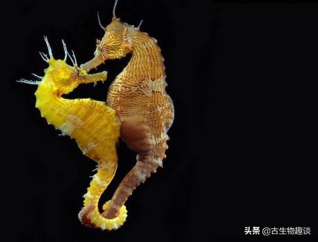 江湖网产品海龙鱼:海龙和海马的区别是什么？