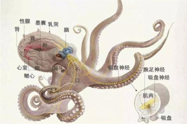 蓝环章鱼网上当宠物卖:为什么越来越多的科学家认为章鱼可能不是地球的生物？
