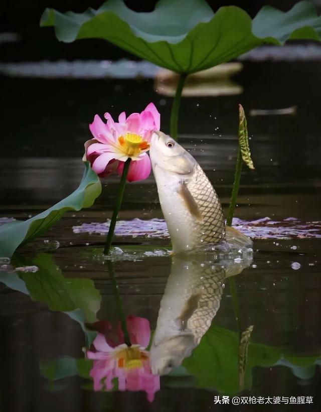 鱼戏莲叶间"的唯美意境?(11个回答)