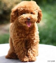 适合女孩子养的小型犬有哪些？